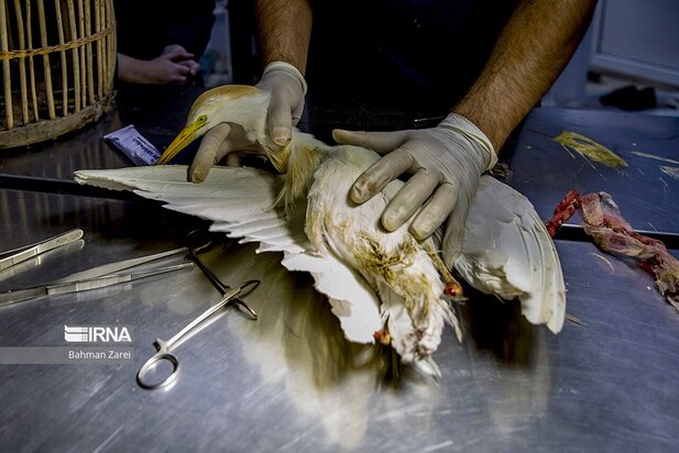 بیمارستان حیوانات