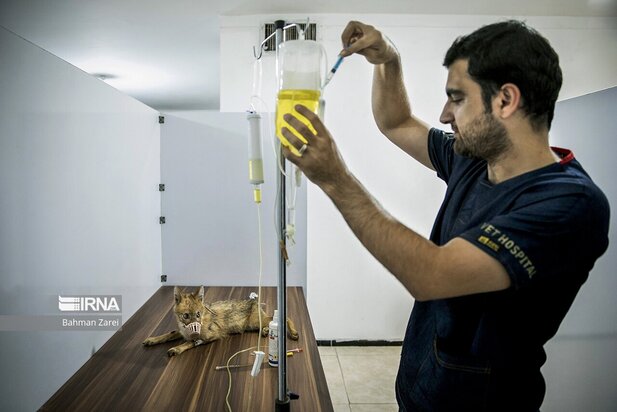 بیمارستان حیوانات