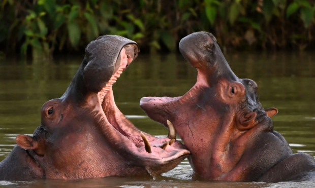 حیات وحش به روایت تصویر