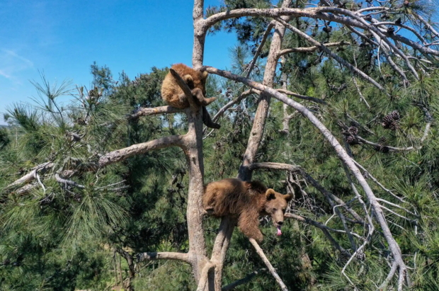 حیات وحش به روایت تصویر