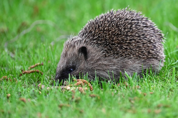 حیات وحش به روایت تصویر