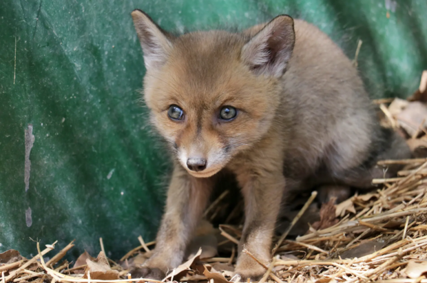 حیات وحش به روایت تصویر