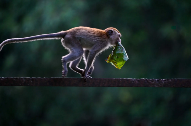 حیات وحش به روایت تصویر