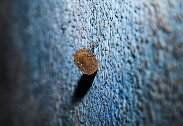 حیات وحش به روایت تصویر