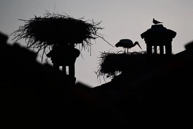 حیات وحش به روایت تصویر