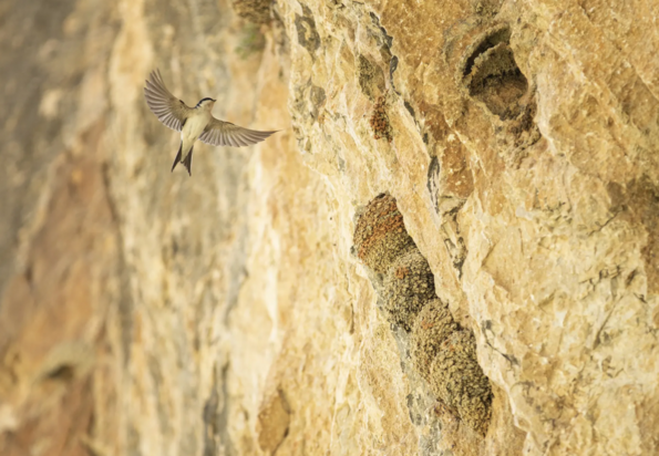 حیات وحش به روایت تصویر