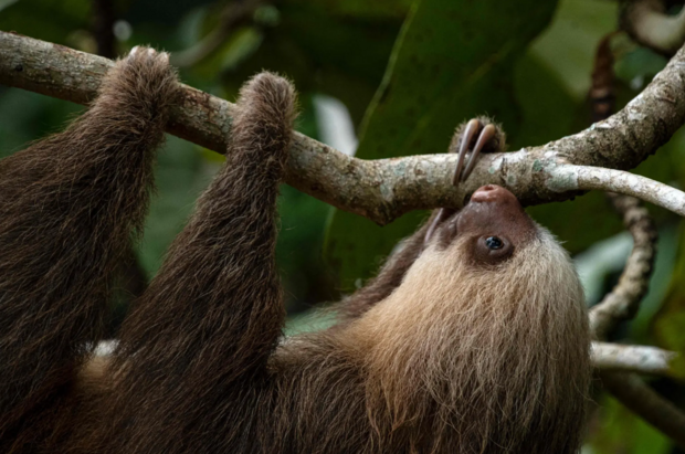 حیات وحش به روایت تصویر