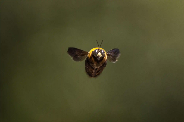 حیات وحش به روایت تصویر