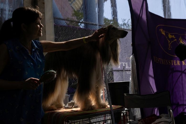 نمایشگاه سگ‌های خانگی در نیویورک