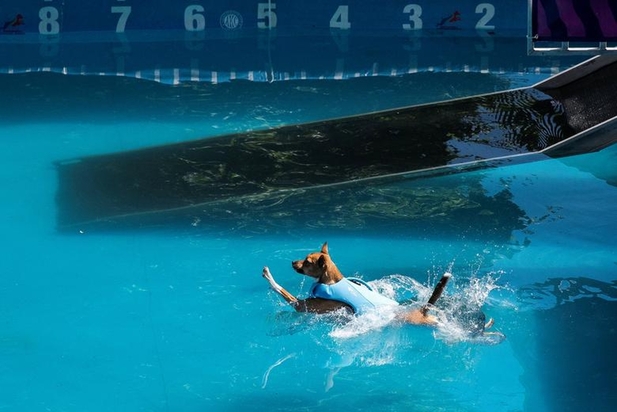 نمایشگاه سگ‌های خانگی در نیویورک