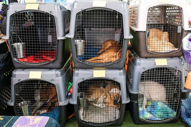 نمایشگاه سگ‌های خانگی در نیویورک