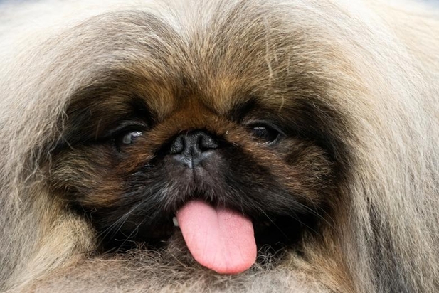 نمایشگاه سگ‌های خانگی در نیویورک