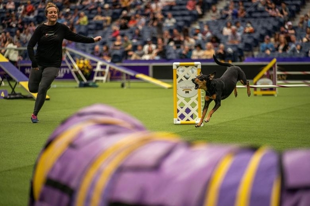 نمایشگاه سگ‌های خانگی در نیویورک