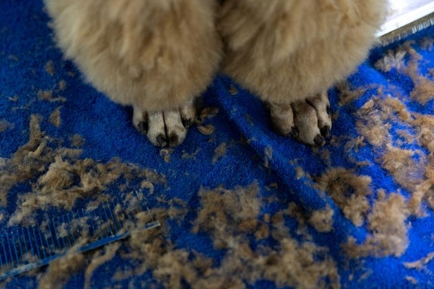 نمایشگاه سگ‌های خانگی در نیویورک