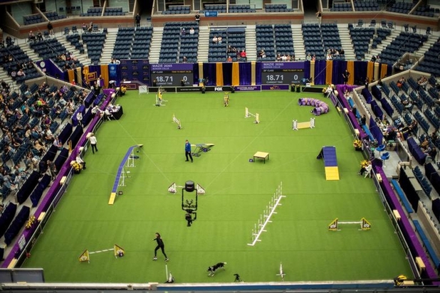 نمایشگاه سگ‌های خانگی در نیویورک