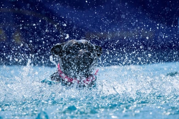 نمایشگاه سگ‌های خانگی در نیویورک