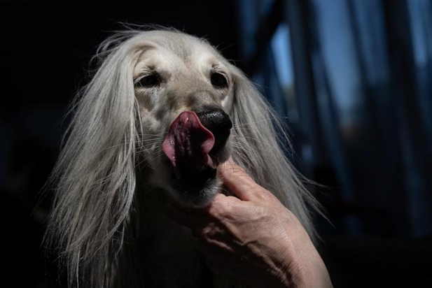 نمایشگاه سگ‌های خانگی در نیویورک