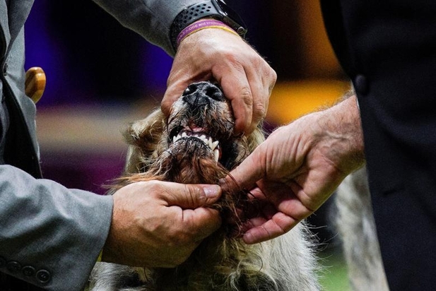 نمایشگاه سگ‌های خانگی در نیویورک