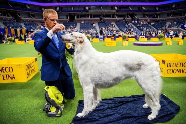 نمایشگاه سگ‌های خانگی در نیویورک