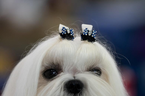 نمایشگاه سگ‌های خانگی در نیویورک