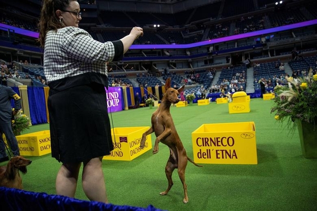 نمایشگاه سگ‌های خانگی در نیویورک