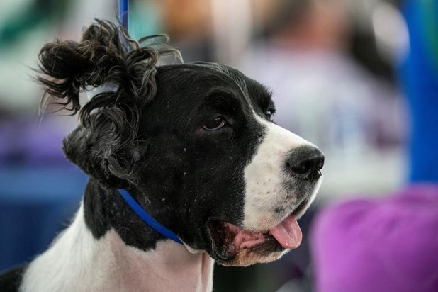 نمایشگاه سگ‌های خانگی در نیویورک