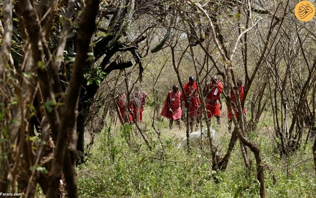 جشنواره فرهنگی مردم قبیله ماسایی