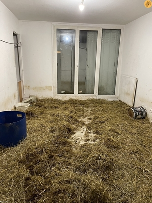 نگهداری از ۴۰ گوسفند در آپارتمان برای عید قربان!