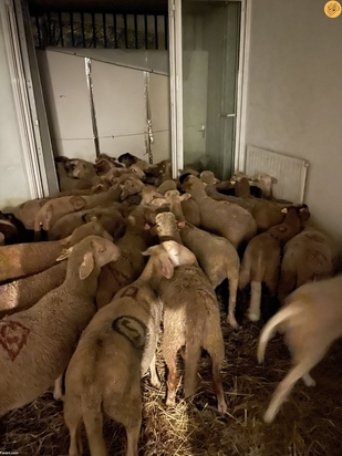 نگهداری از ۴۰ گوسفند در آپارتمان برای عید قربان!