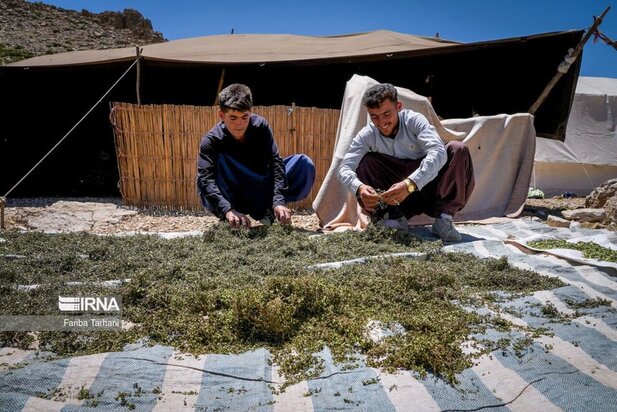 ییلاق عشایر بختیاری