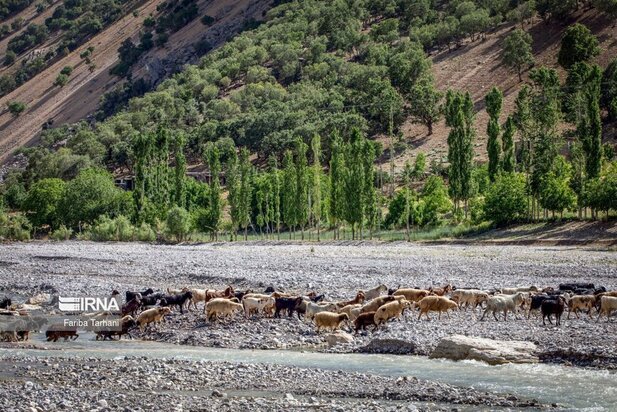 ییلاق عشایر بختیاری