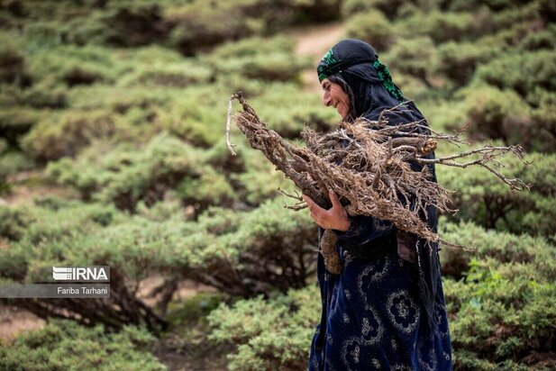 ییلاق عشایر بختیاری