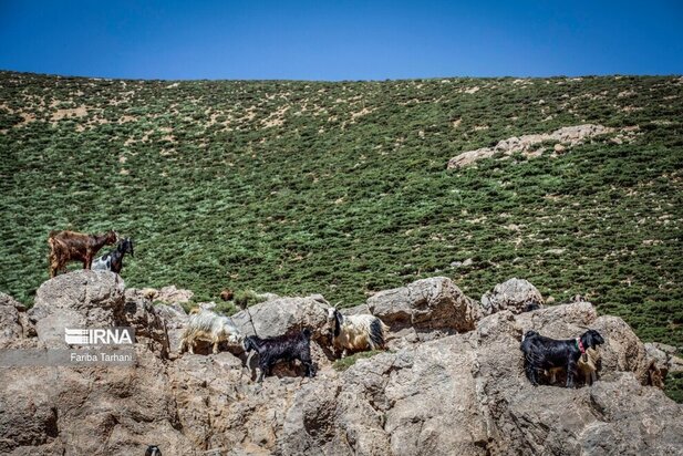 ییلاق عشایر بختیاری