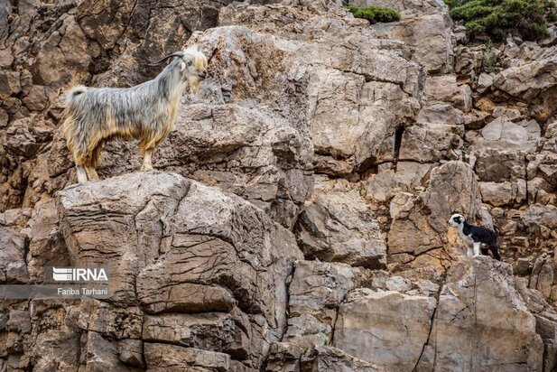 ییلاق عشایر بختیاری