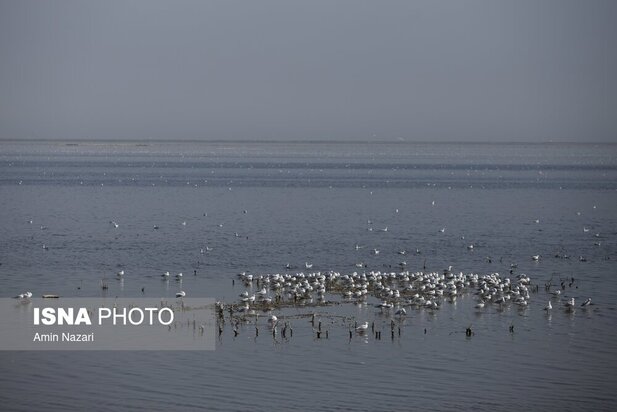 تالاب هورالعظیم