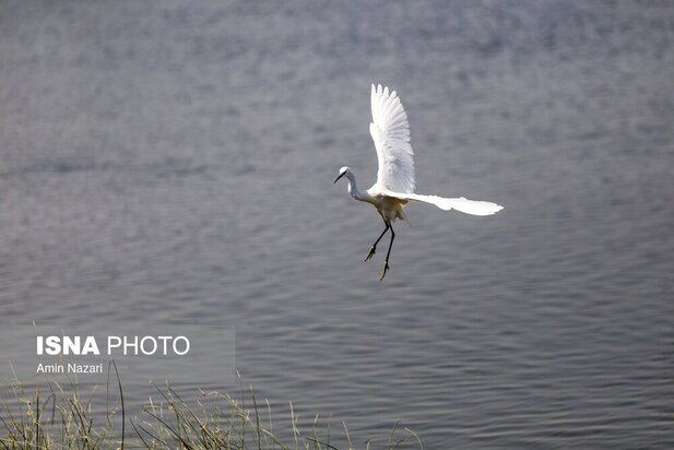 تالاب هورالعظیم