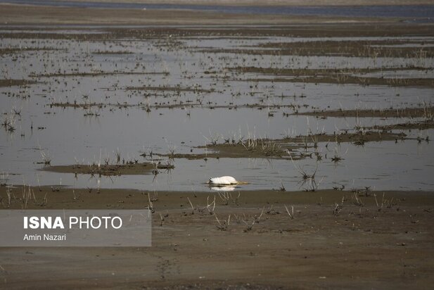 تالاب هورالعظیم