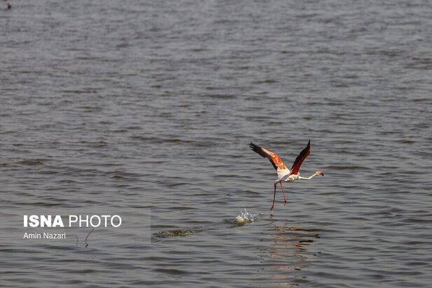 تالاب هورالعظیم