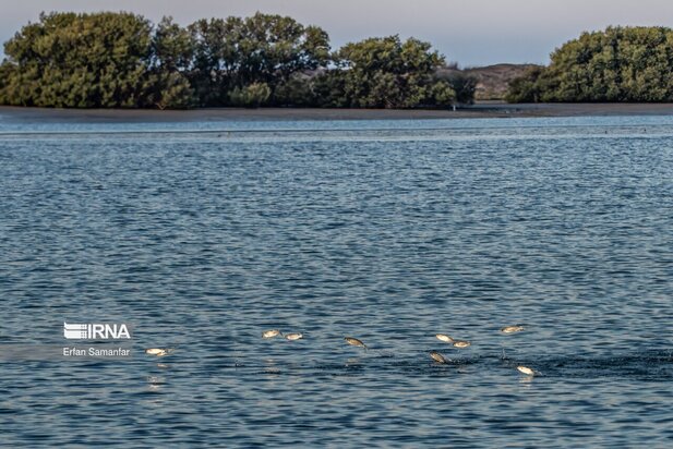 تالاب بین المللی آذینی