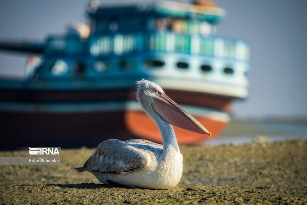 تالاب بین المللی آذینی