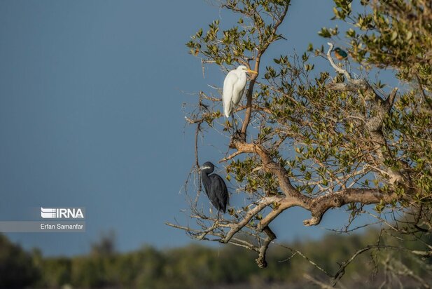 تالاب بین المللی آذینی