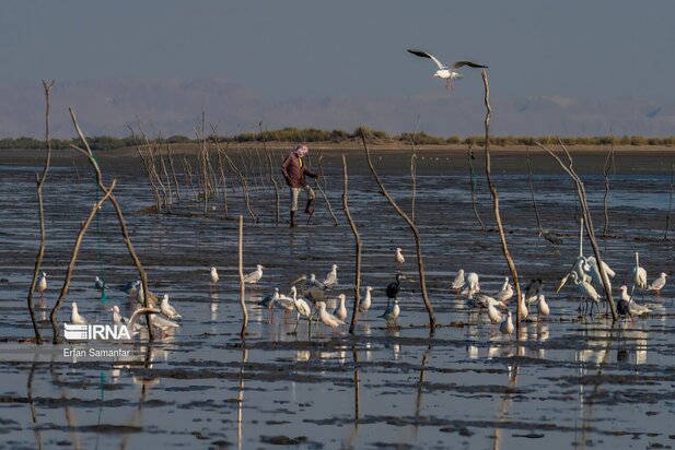 تالاب بین المللی آذینی