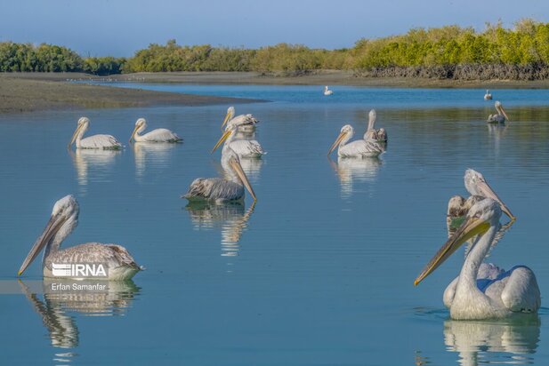 تالاب بین المللی آذینی