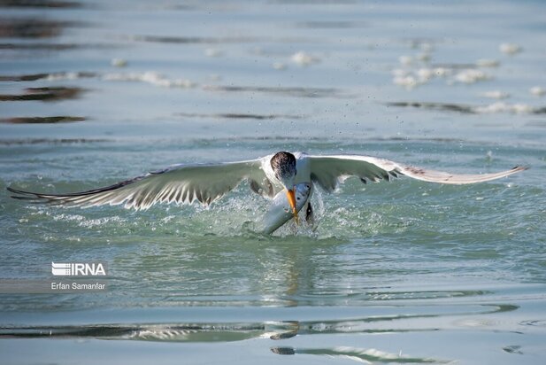 تالاب بین المللی آذینی