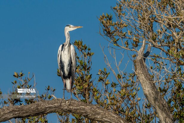 تالاب بین المللی آذینی