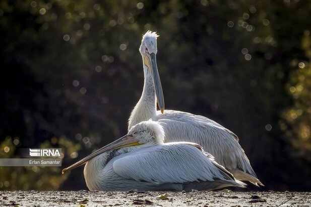 تالاب بین المللی آذینی