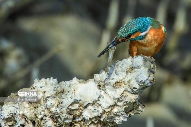 تالاب بین المللی آذینی