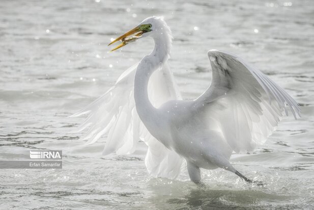 تالاب بین المللی آذینی
