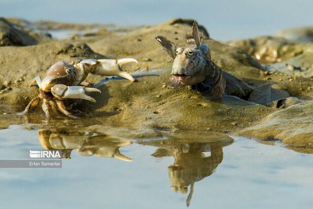 تالاب بین المللی آذینی