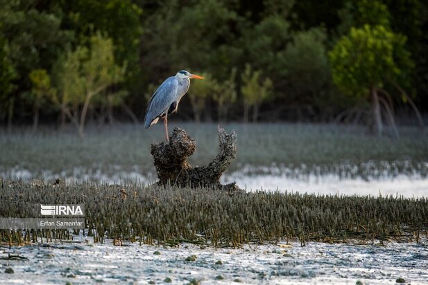 تالاب بین المللی آذینی